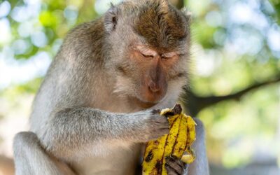 The Allegory of the Cave and the Monkey & Banana Story: