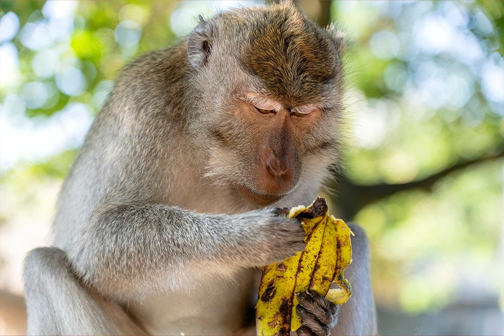 THE ALLEGORY OF THE CAVE & THE MONKEY & BANANA STORY:
